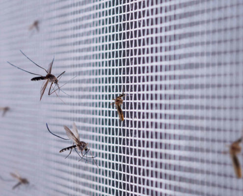 Protege la casa de los insectos más comunes en tu zona